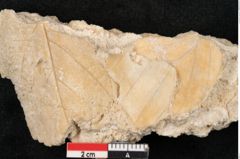 Foto (Detailansicht) von Fagus silvatica L. (NHMW-GEO-2024-0188-11321)